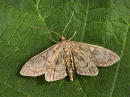 Attēlu rezultāti vaicājumam “Anania lancealis”