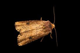 Attēlu rezultāti vaicājumam “Axylia putris”