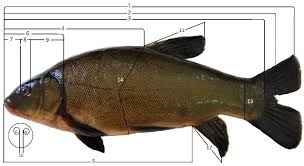 Image result for Tinca tinca