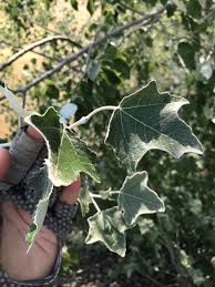 Attēlu rezultāti vaicājumam “Populus alba”