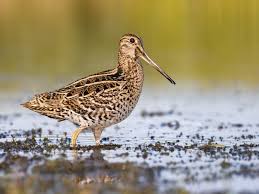 Image result for Gallinago media