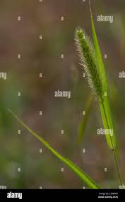 Attēlu rezultāti vaicājumam “Setaria viridis leaf”