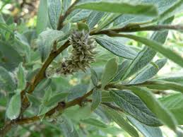 Attēlu rezultāti vaicājumam “Salix lapponum”