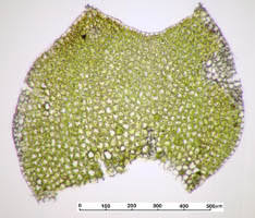 Attēlu rezultāti vaicājumam “Lophozia ventricosa”