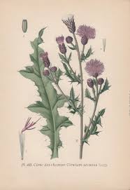 Attēlu rezultāti vaicājumam “Cirsium arvense”