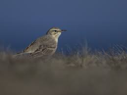 Image result for Anthus campestris