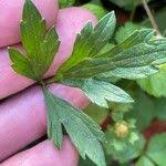 Attēlu rezultāti vaicājumam “Ranunculus lanuginosus leaf”