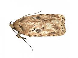 Attēlu rezultāti vaicājumam “Agonopterix aranella”