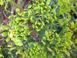 Attēlu rezultāti vaicājumam “Pastinaca sativa subsp. sylvestris fruit”