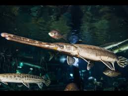 Image result for Lepisosteus osseus