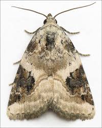 Attēlu rezultāti vaicājumam “Pseudeustrotia candidula”