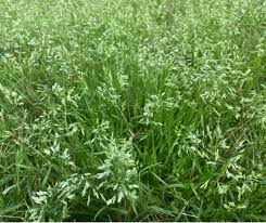 Attēlu rezultāti vaicājumam “Poa remota bud”