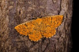 Attēlu rezultāti vaicājumam “Angerona prunaria”