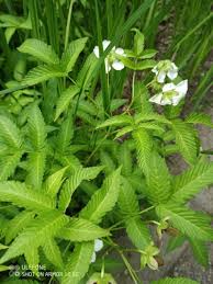 Attēlu rezultāti vaicājumam “Rubus illecebrosus”