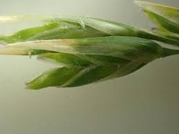 Attēlu rezultāti vaicājumam “Danthonia decumbens bud”