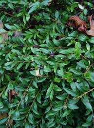 Attēlu rezultāti vaicājumam “Lonicera caerulea var. pallasii leaf”