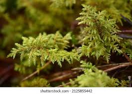 Attēlu rezultāti vaicājumam “Hylocomium splendens sporophyte”