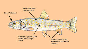 Image result for Salvelinus confluentus