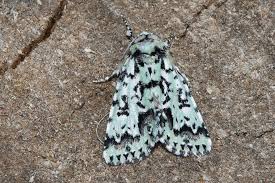 Attēlu rezultāti vaicājumam “Moma alpium”