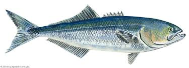 Image result for Pomatomus saltatrix