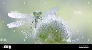 Attēlu rezultāti vaicājumam “Coenagrion armatum female”