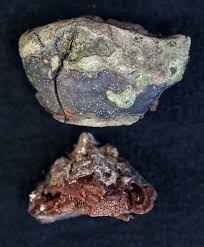 Attēlu rezultāti vaicājumam “Perenniporia subacida”