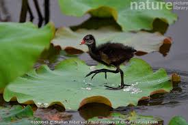 Image result for Gallinula chloropus