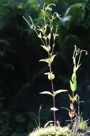 Attēlu rezultāti vaicājumam “Epilobium montanum leaf”