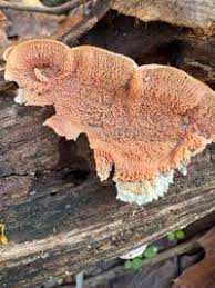 Attēlu rezultāti vaicājumam “Phlebia tremellosa”