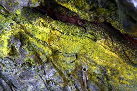 Attēlu rezultāti vaicājumam “Chrysothrix candelaris”