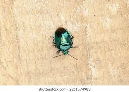 Attēlu rezultāti vaicājumam “Zicrona caerulea”