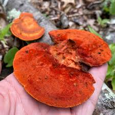 Attēlu rezultāti vaicājumam “Pycnoporus cinnabarinus”