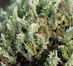 Attēlu rezultāti vaicājumam “Cladonia squamosa”