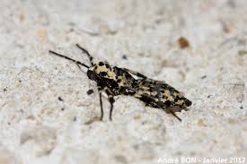 Attēlu rezultāti vaicājumam “Erannis defoliaria imago”