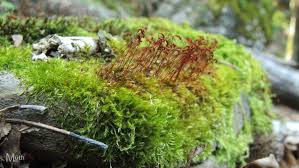 Attēlu rezultāti vaicājumam “Homomallium incurvatum”