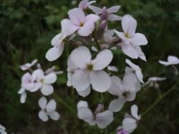 Attēlu rezultāti vaicājumam “Hesperis matronalis bud”