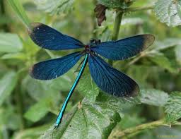 Attēlu rezultāti vaicājumam “Calopteryx virgo”