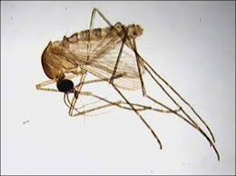 Attēlu rezultāti vaicājumam “Culex pipiens female”