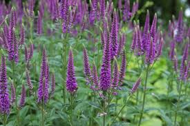 Attēlu rezultāti vaicājumam “Veronica longifolia flower”