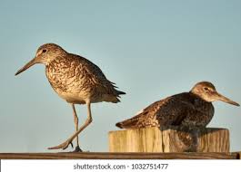 Attēlu rezultāti vaicājumam “Tringa nebularia adult”