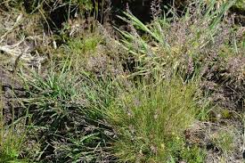 Attēlu rezultāti vaicājumam “Festuca ovina”