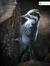 Attēlu rezultāti vaicājumam “Picoides tridactylus”