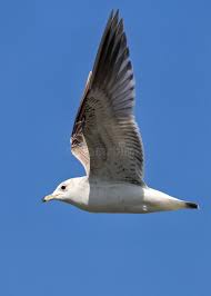 Attēlu rezultāti vaicājumam “Larus canus”