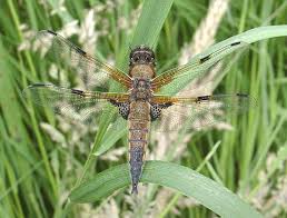 Attēlu rezultāti vaicājumam “Libellula quadrimaculata imago”