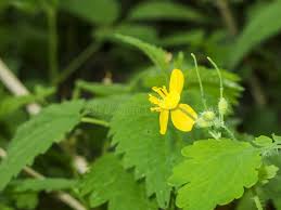 Attēlu rezultāti vaicājumam “Chelidonium majus bud”