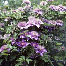Image result for clematis multi blue