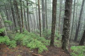 Attēlu rezultāti vaicājumam “Abies veitchii”