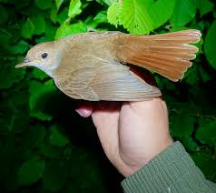 Attēlu rezultāti vaicājumam “Lycogala convexum”