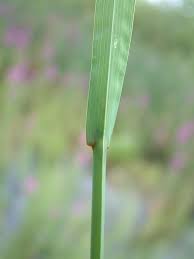 Attēlu rezultāti vaicājumam “Glyceria fluitans leaf”