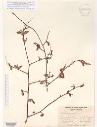 Attēlu rezultāti vaicājumam “Carpinus caroliniana male flower”